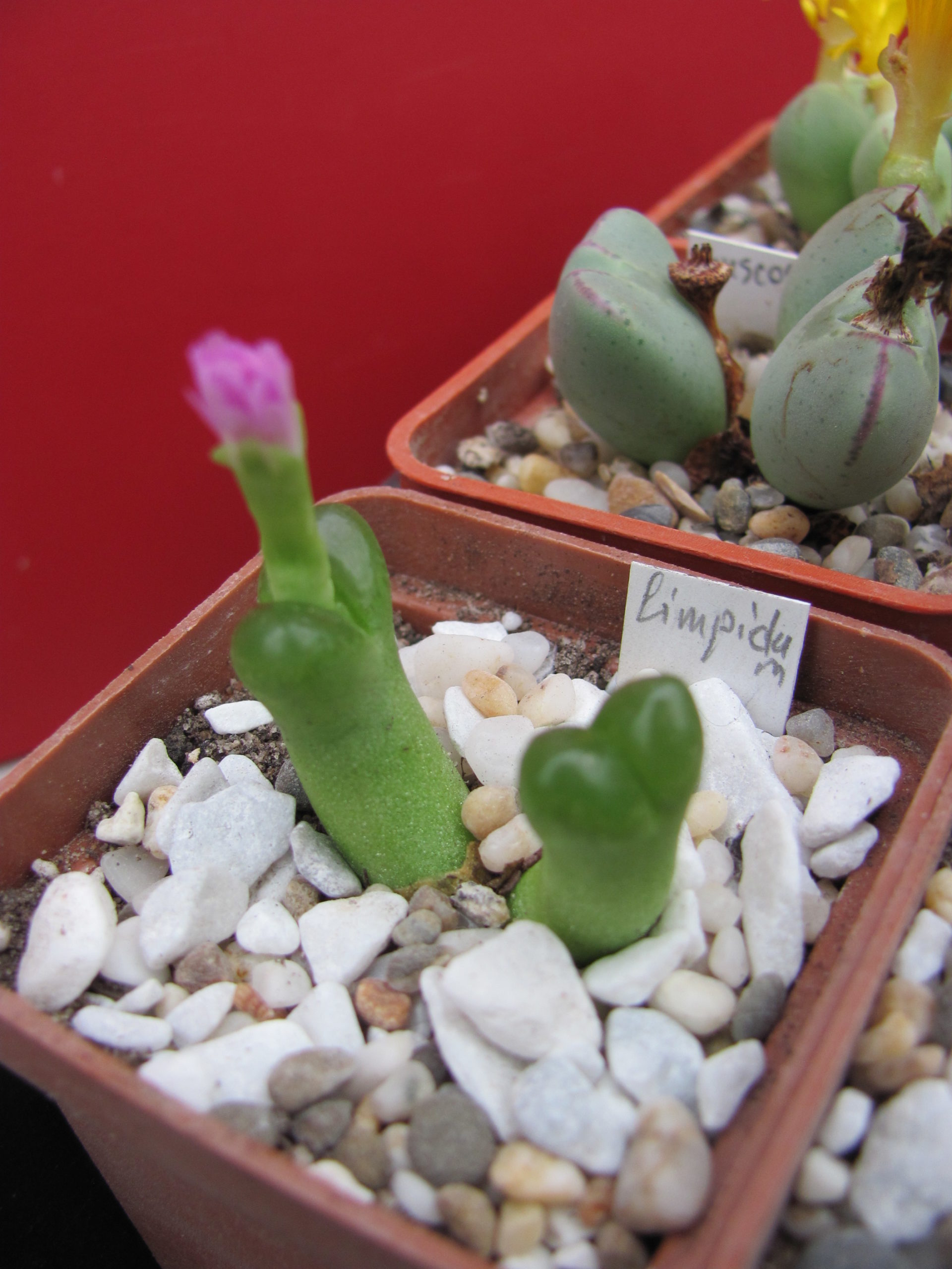 Conophytum  limpidum