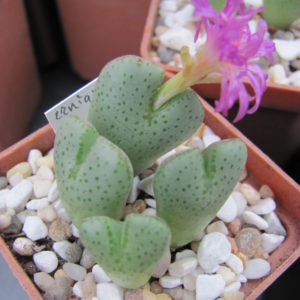 Conophytum  ernianum