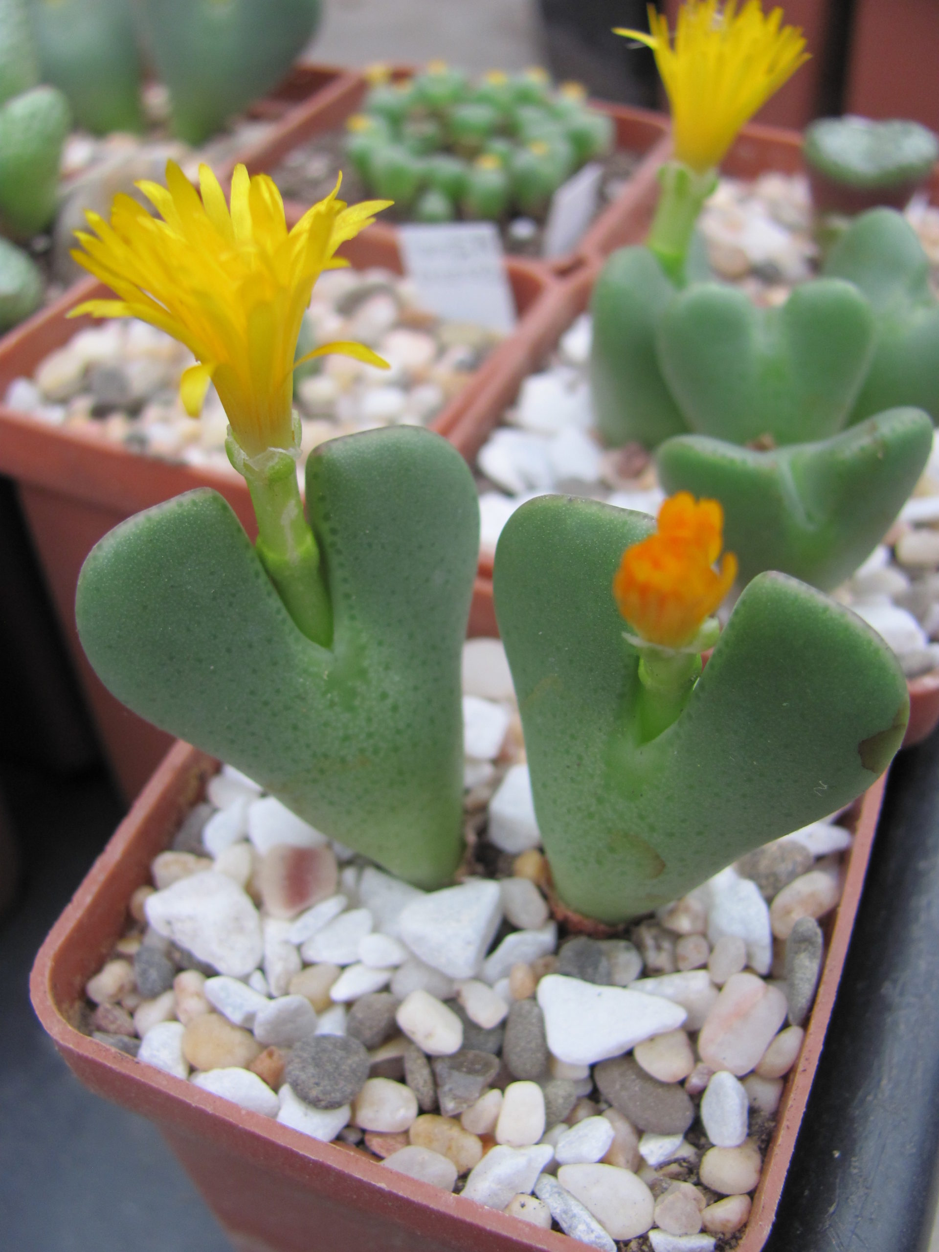 Conophytum