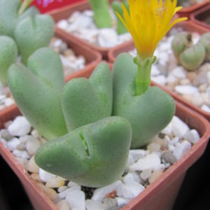 Conophytum