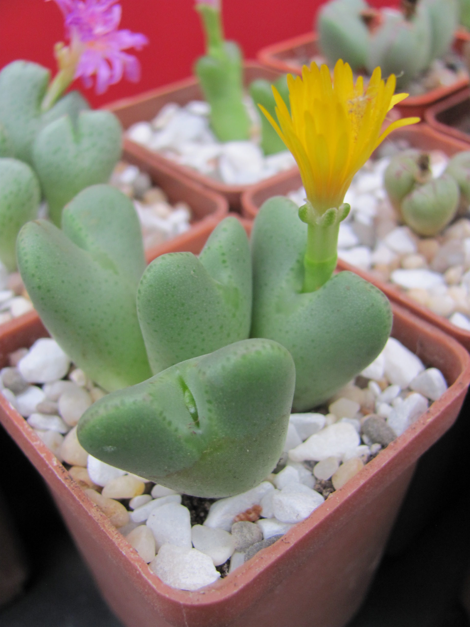 Conophytum