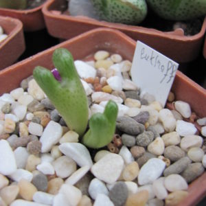 Conophytum luckhoffii