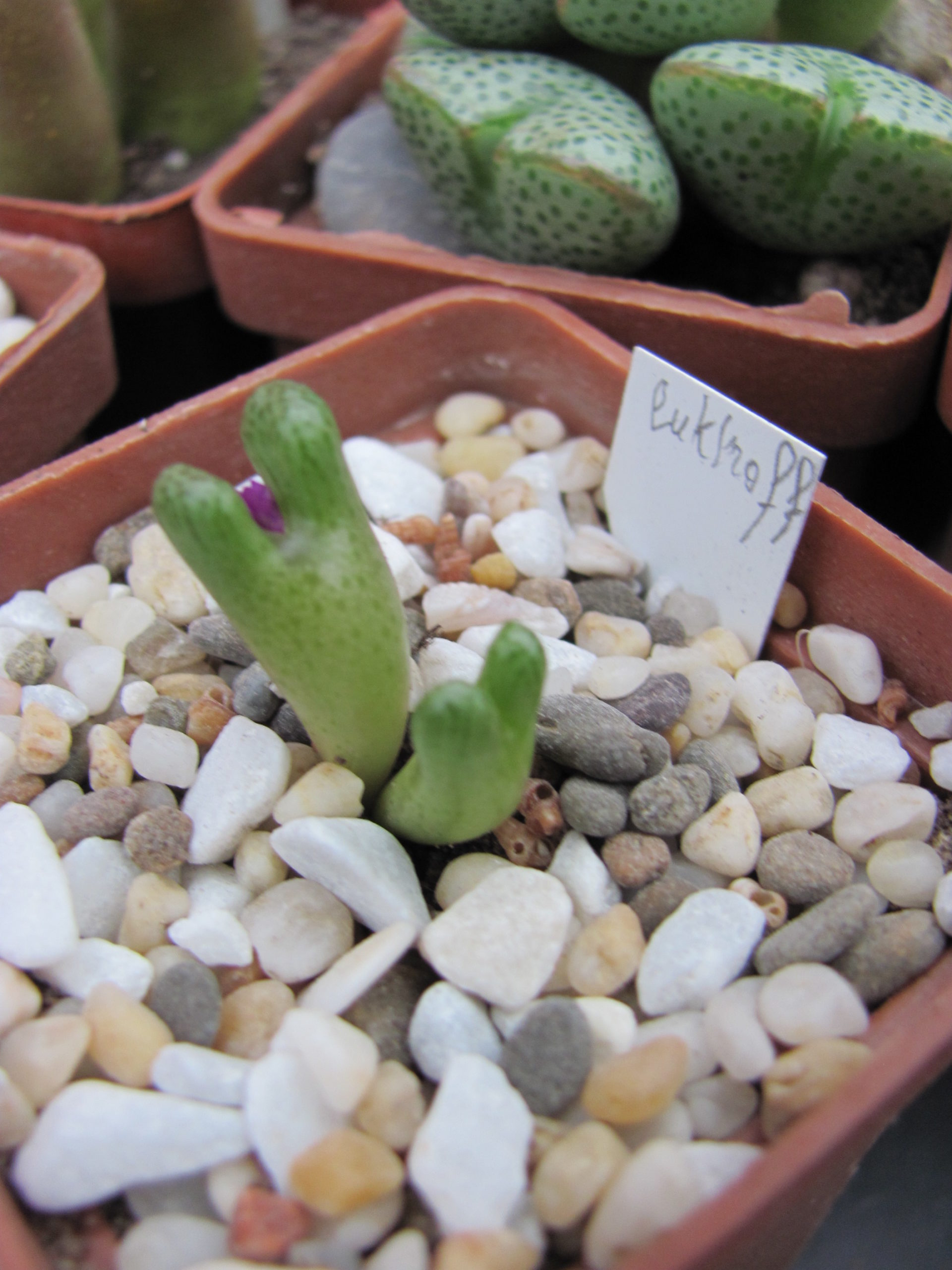 Conophytum luckhoffii