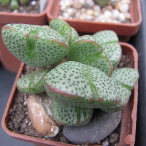 Conophytum taylorianum