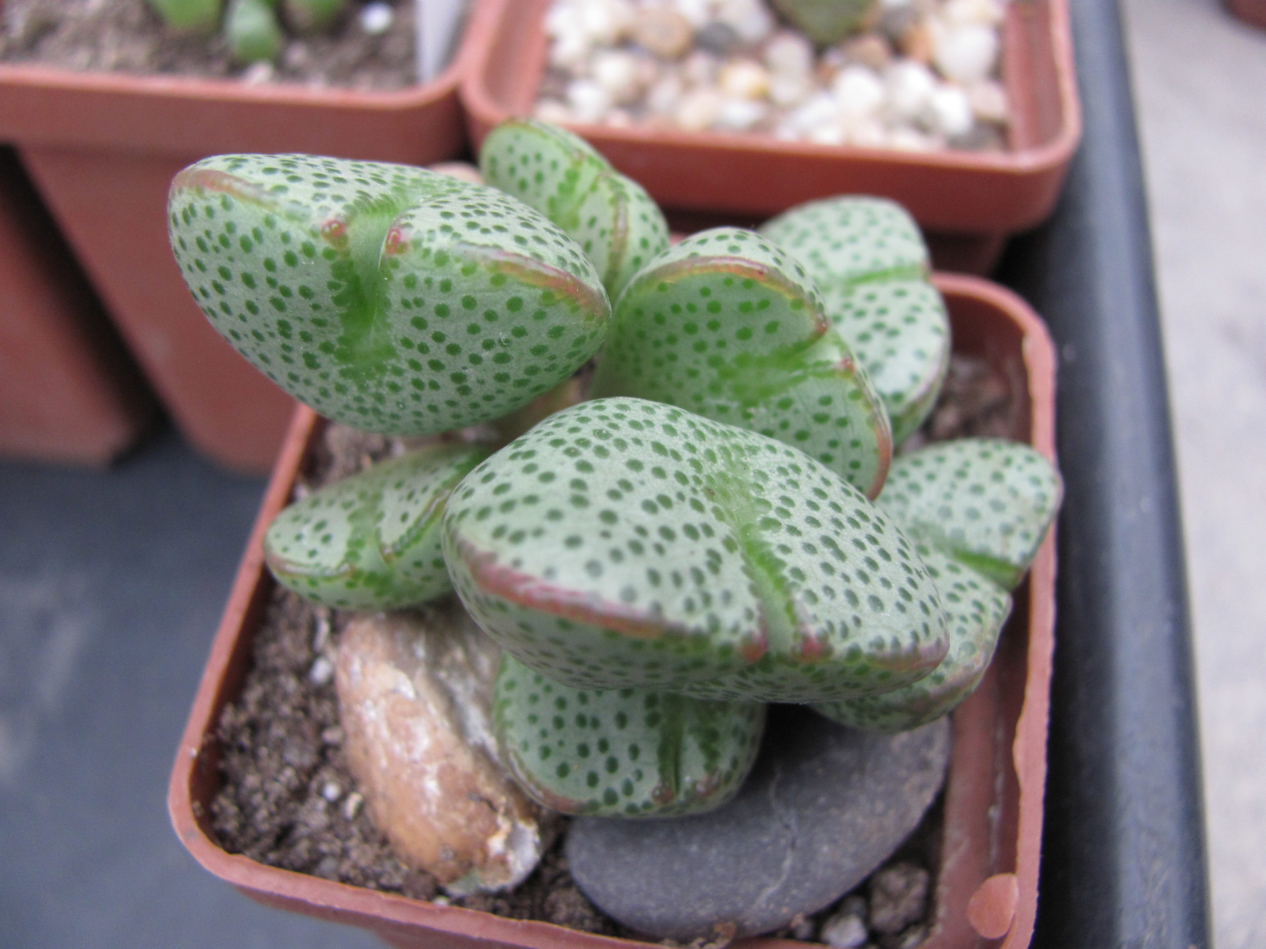 Conophytum taylorianum