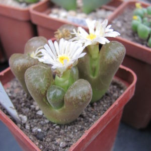Conophytum verrucosum