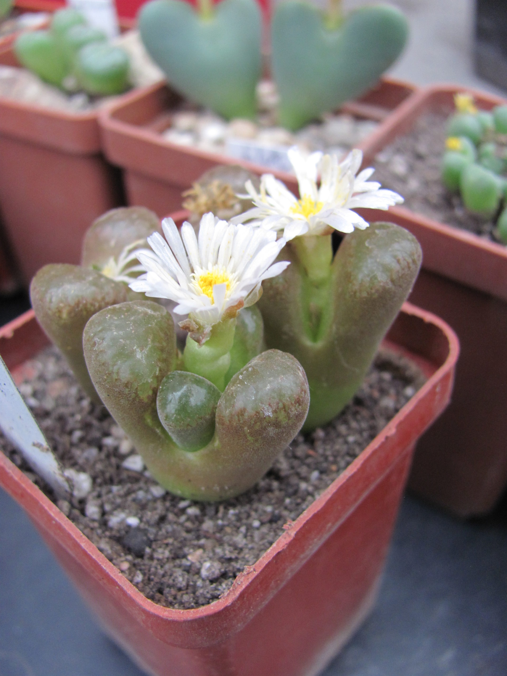 Conophytum verrucosum