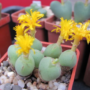 Conophytum altum