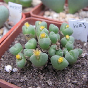 Conophytum hias