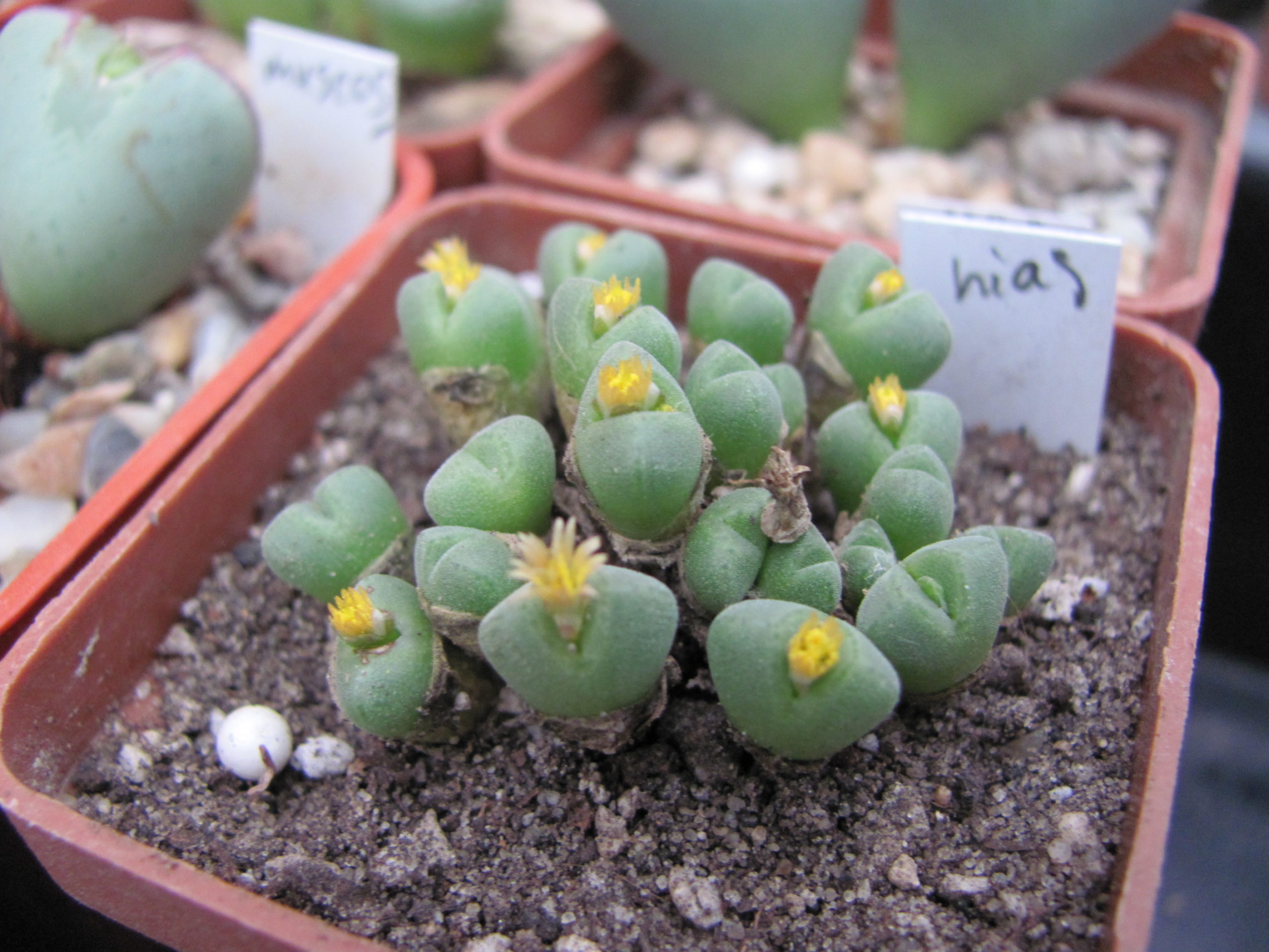 Conophytum hias