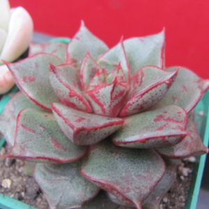 Echeveria  purpusorum hybr.       ( hybrid Lipskiy )