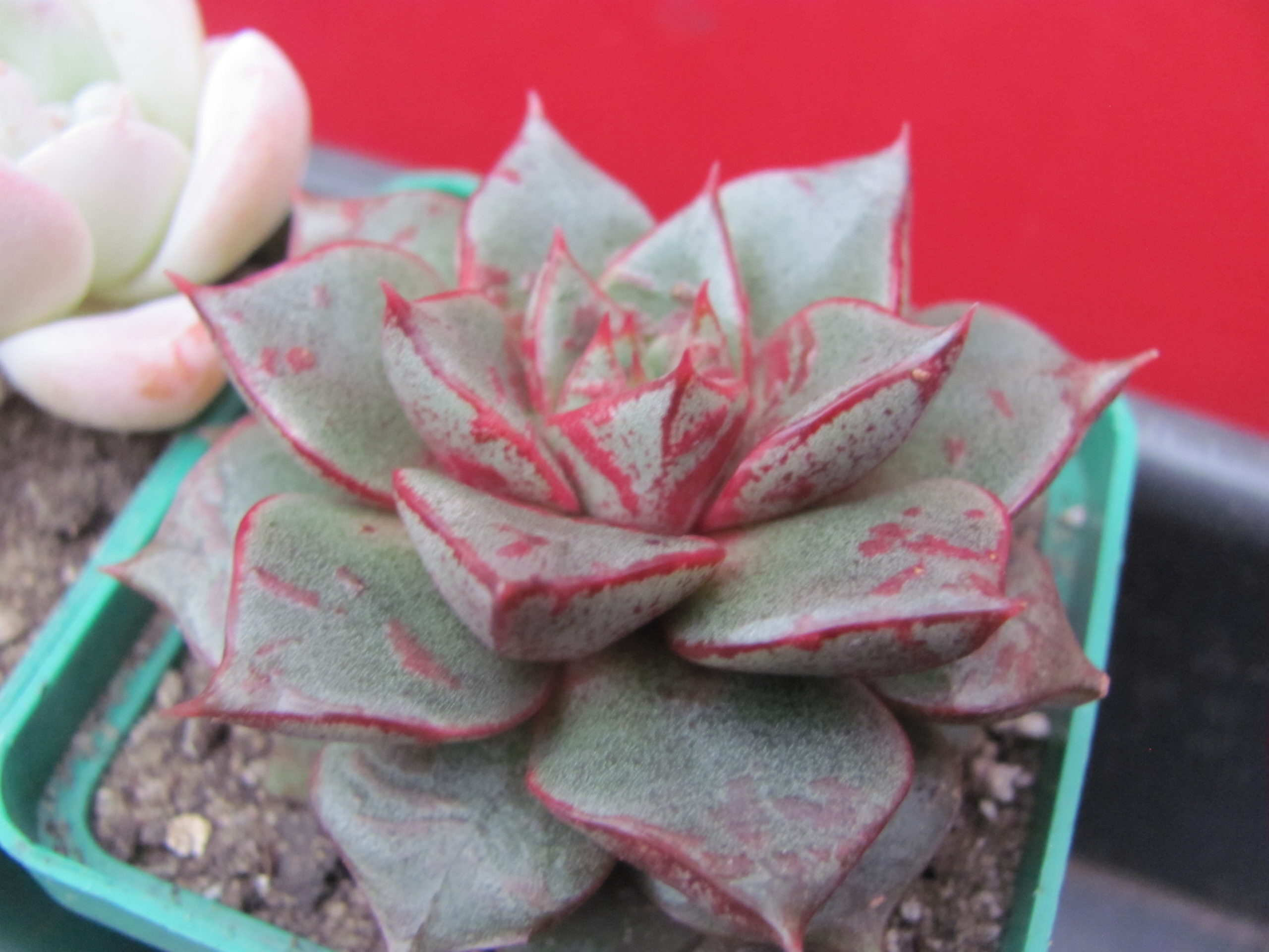 Echeveria  purpusorum hybr.       ( hybrid Lipskiy )