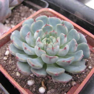 Echeveria minima