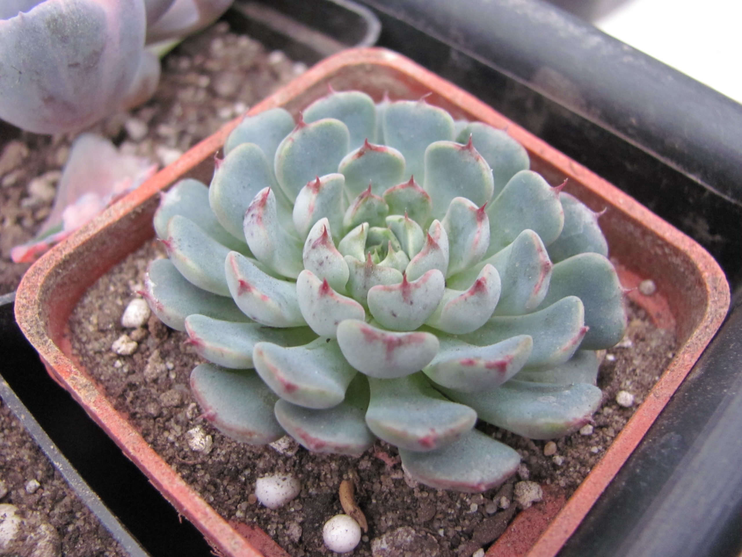 Echeveria minima