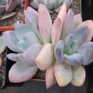 Echeveria   Brumes