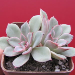 Echeveria   Fantastic Fountein