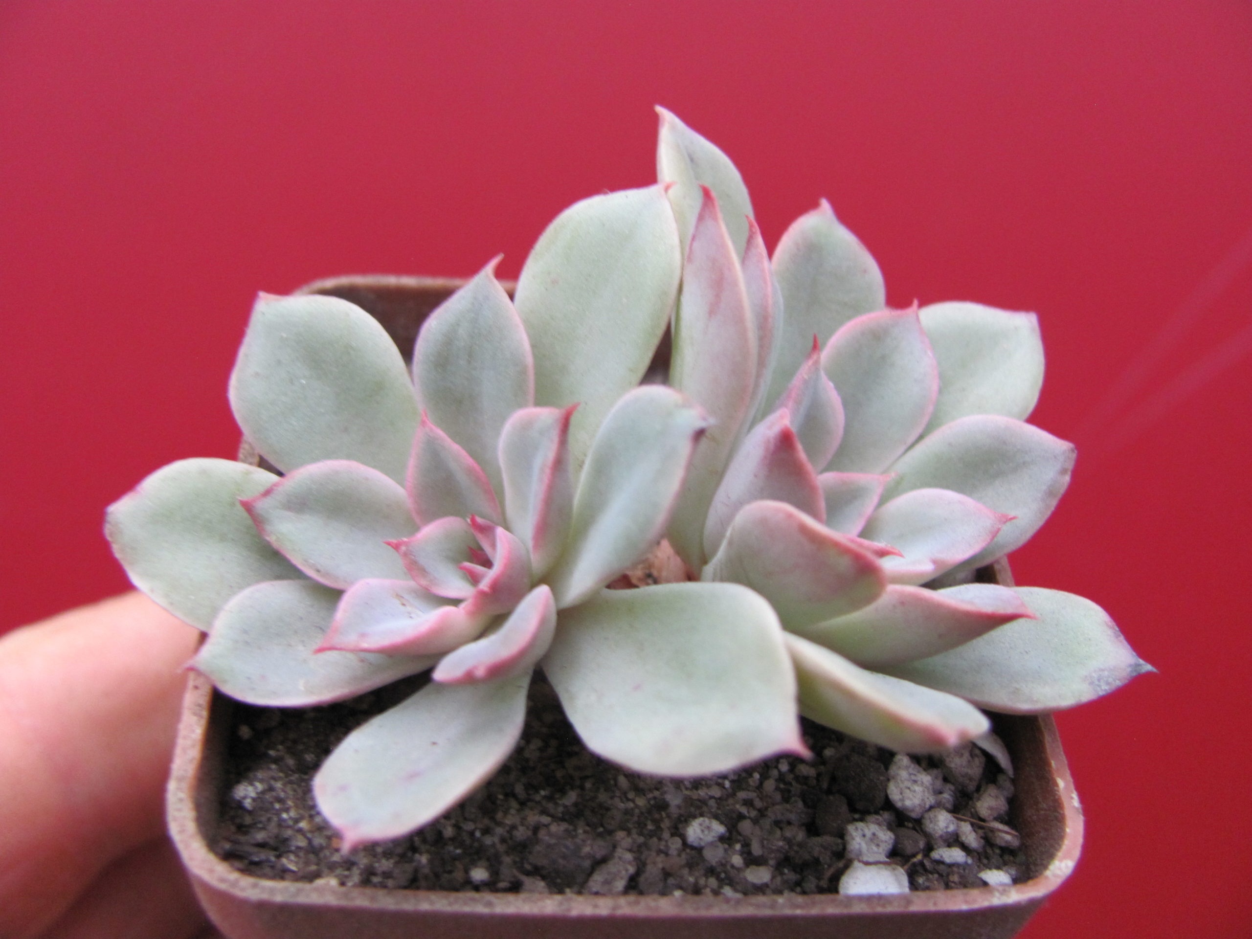 Echeveria Fantastic Fountein