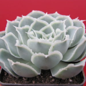 Echeveria Laguna Sanchez