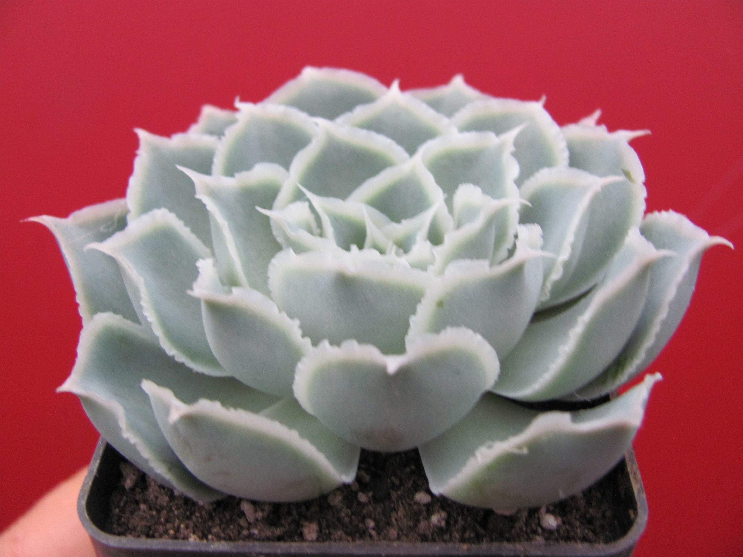 Echeveria Laguna Sanchez