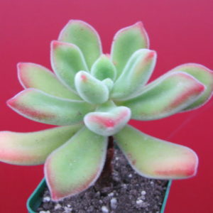Echeveria pulvinata Ruby