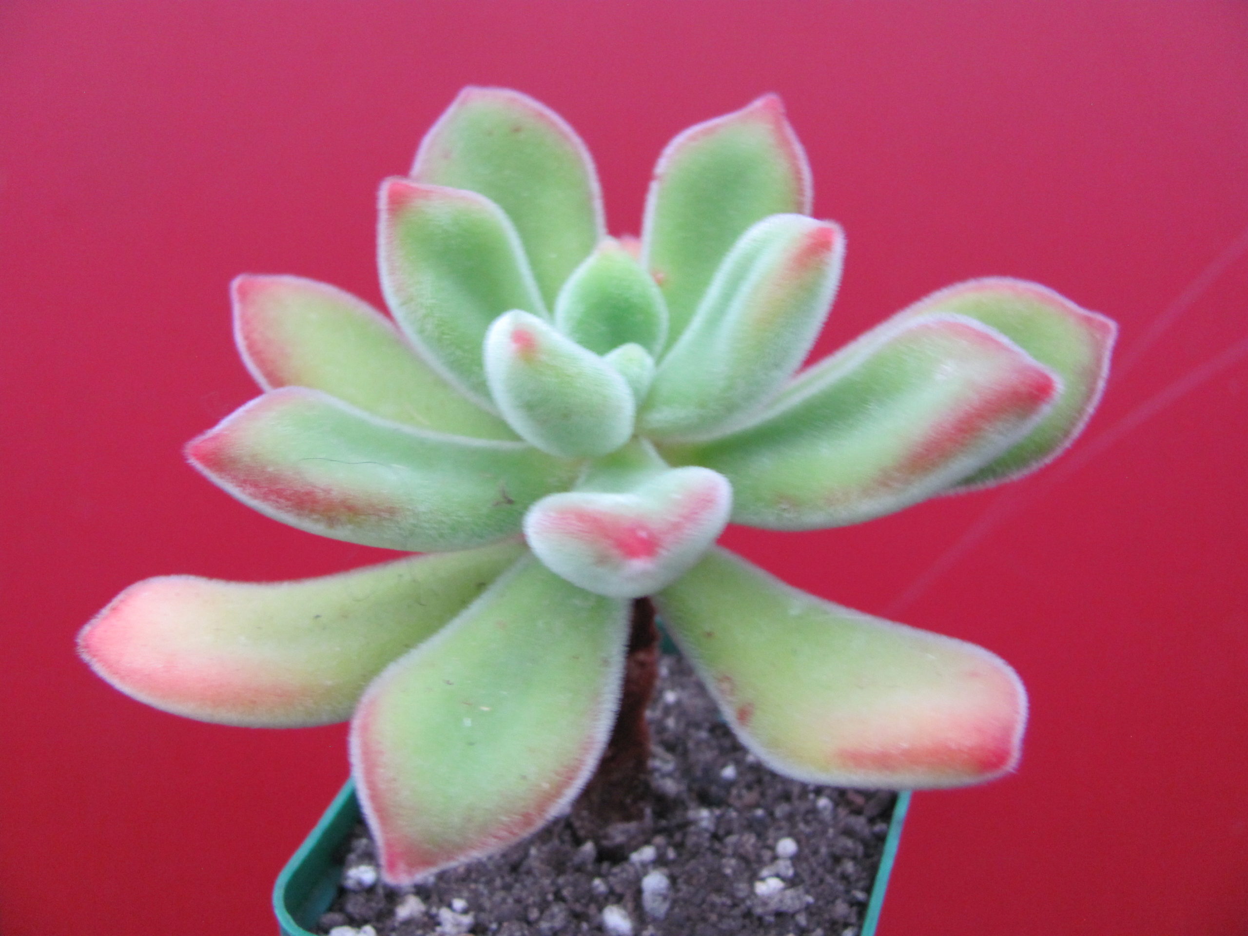 Echeveria pulvinata Ruby