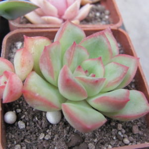 Echeveria  hybr.   #170