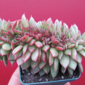Echeveria Gilva cristata