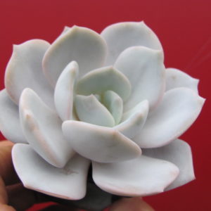 Echeveria  laui  hybr.