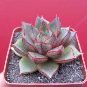 Echeveria purpusorum  hybr.