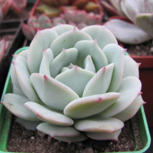 Echeveria  Lunas