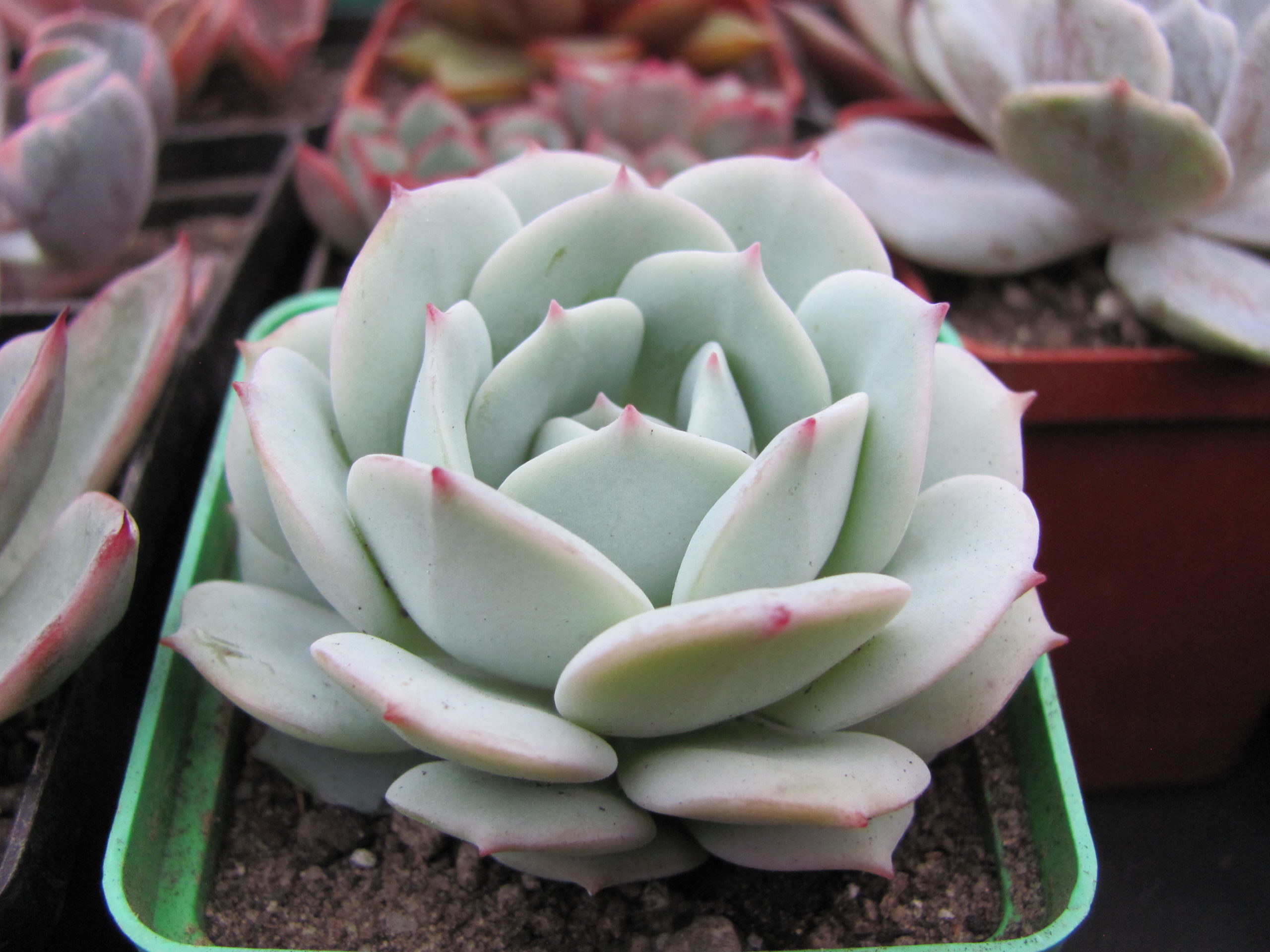 Echeveria Lunas