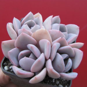 Echeveria    Debbie