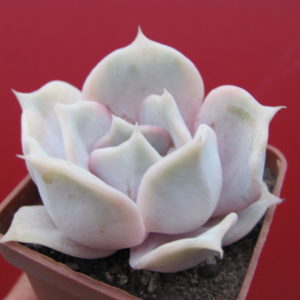 Echeveria lilacina   Rosea