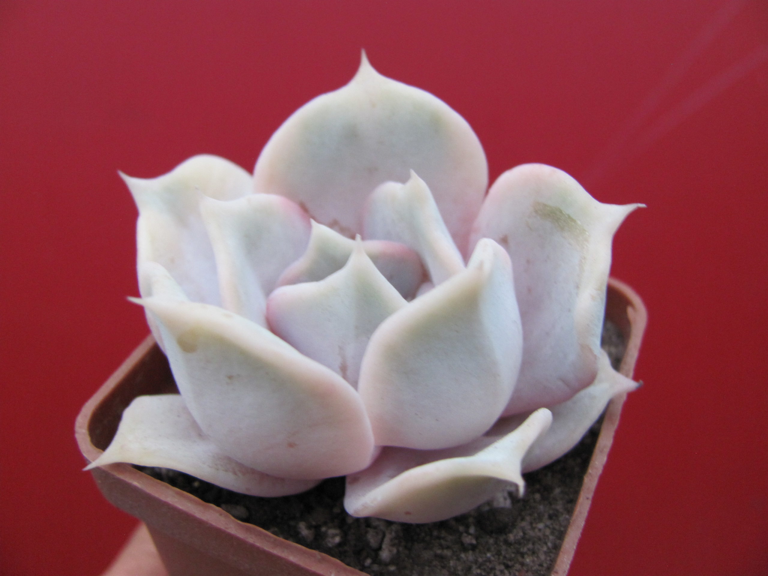 Echeveria lilacina Rosea