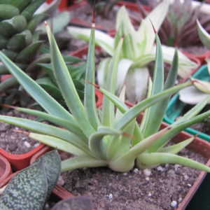 Agava stricta  nana