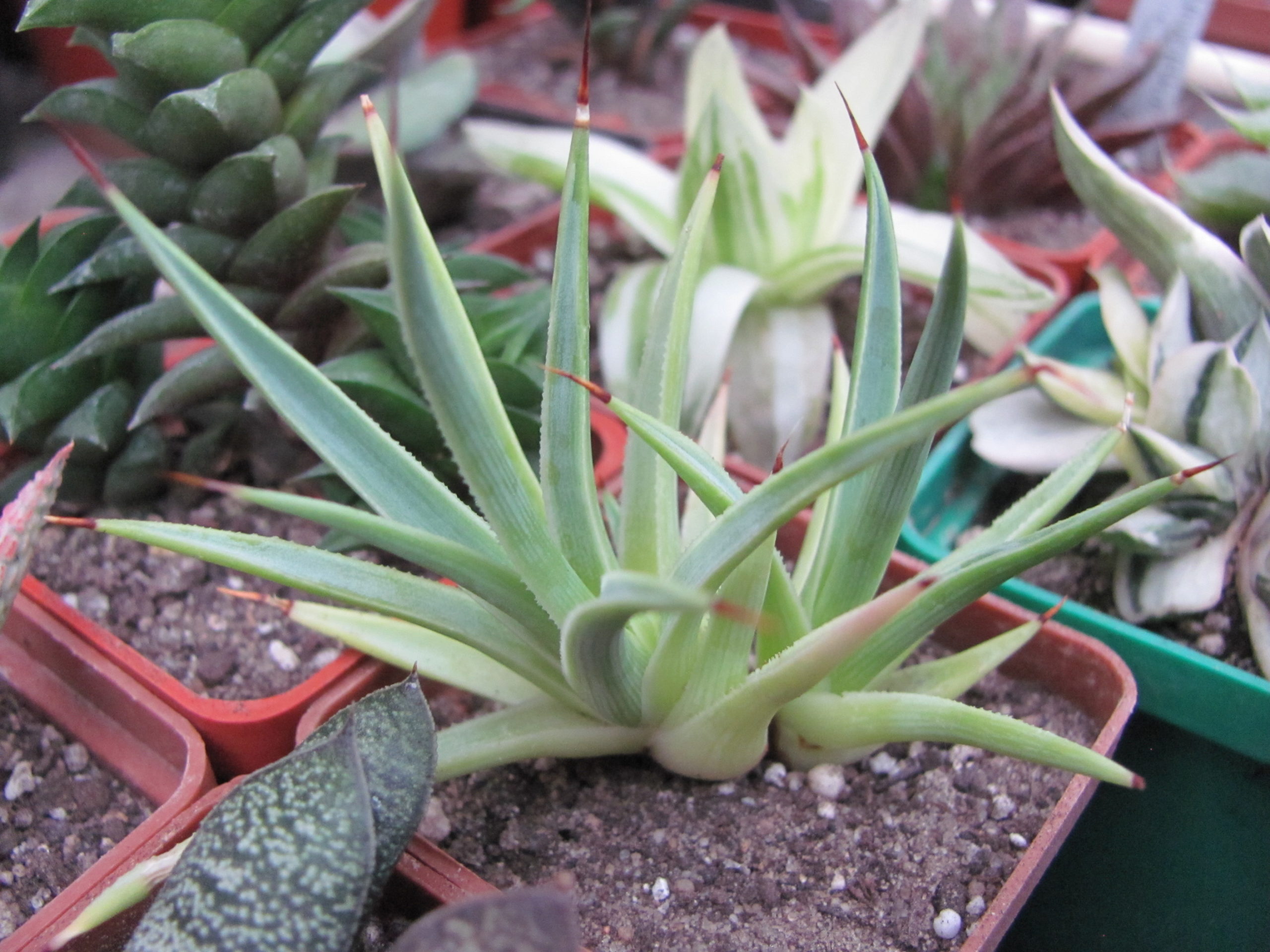 Agava stricta  nana