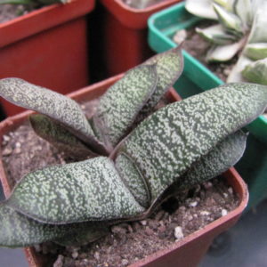 Gasteria    batesiana