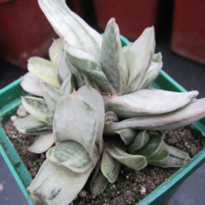 Gasteria obtusa variegata