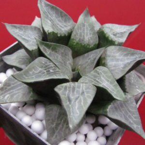 Haworthia comptoniana  Uhlig