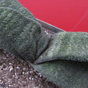 Gasteria    Barberton