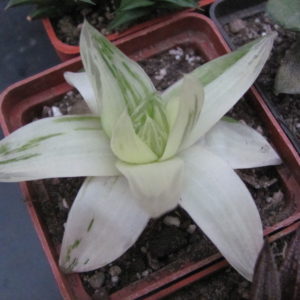 Haworthia  cymbiformis variegata