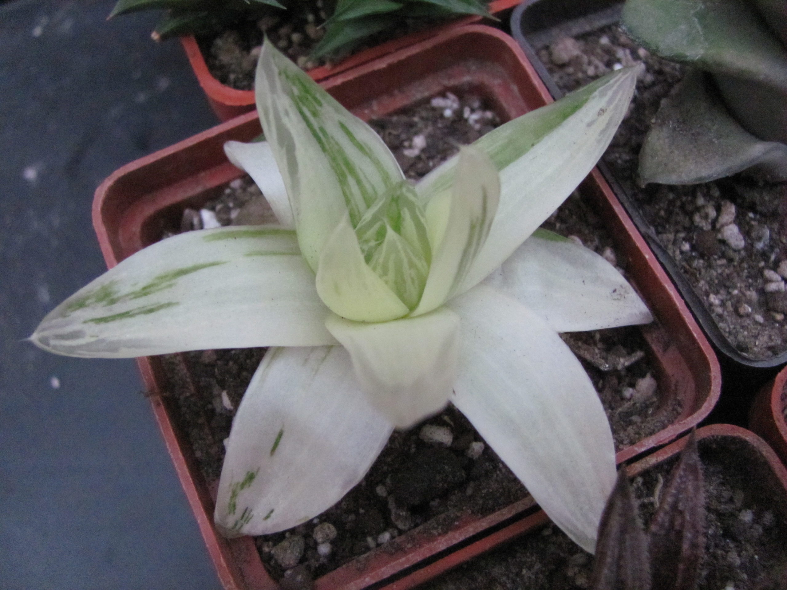 Haworthia  cymbiformis variegata