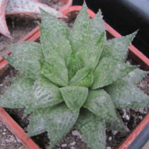 Haworthia  *Michael Cocozza*