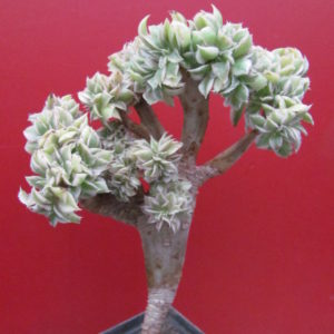 Aeonium Sunburst variegata