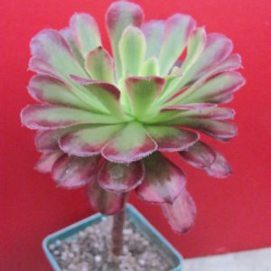 Aeonium  Mardi Gras