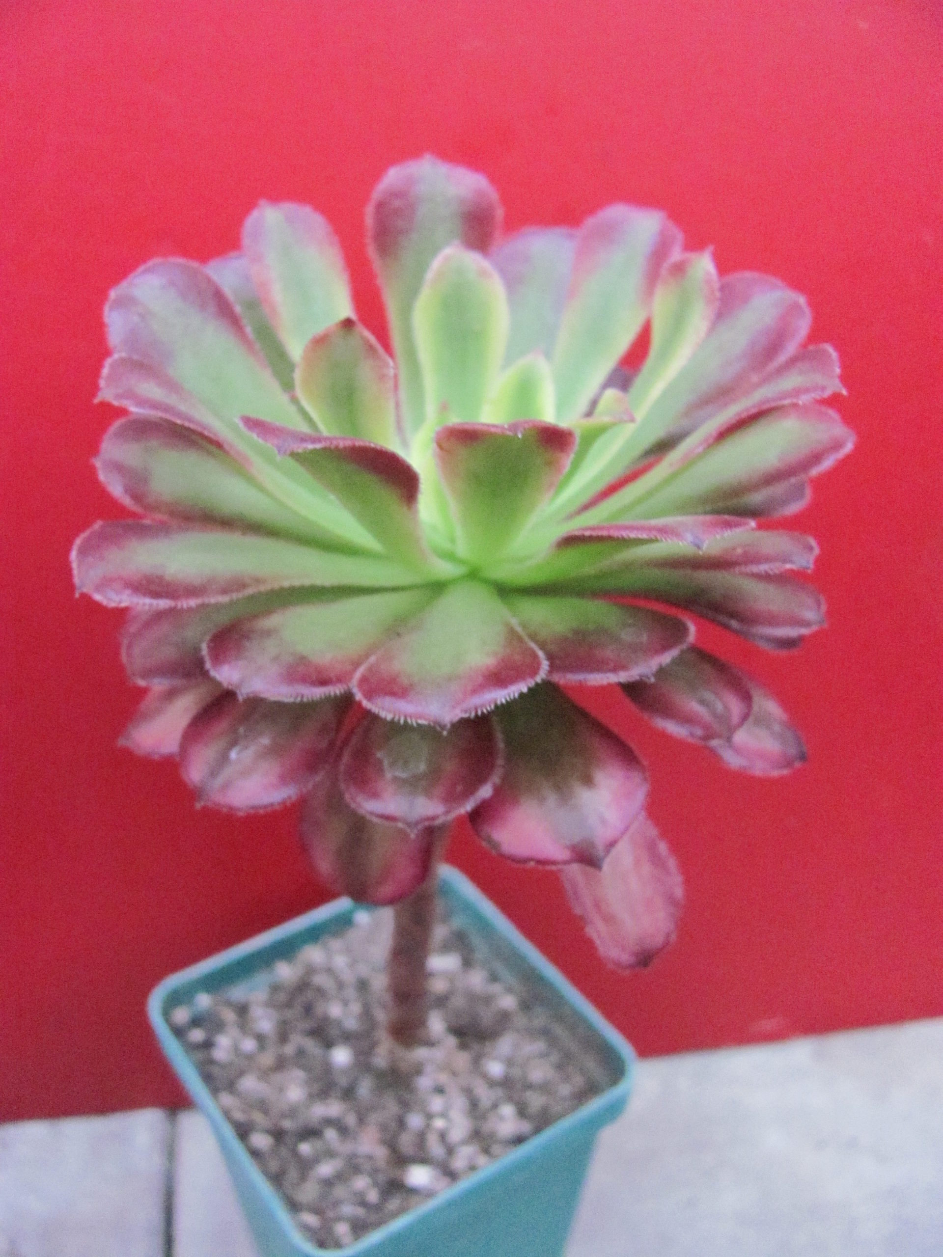 Aeonium  Mardi Gras