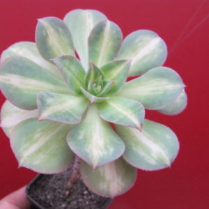 Aeonium Moonburst variegata