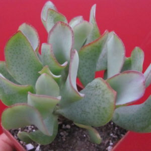 Crassula Blue Bird
