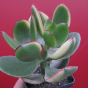 Crassula *Maruba Nishiki*