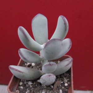 Cotyledon orbiculata  Oophylla